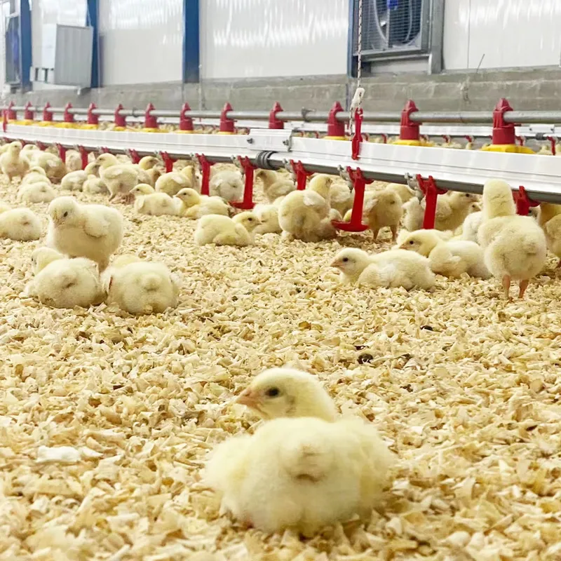 鶏用水ラインシステム、家禽用ニップルドリンカー、ブロイラーニ - Chicken Nipple Drinker のレビューと価格